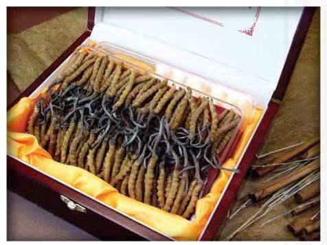 惠州冬虫夏草回收